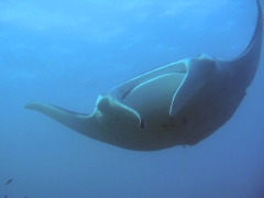 манта рыба красное море. Manta birostris.jpg nggid041197 ngg0dyn 240x180x100 00f0w010c011r110f110r010t010. манта рыба красное море фото. манта рыба красное море-Manta birostris.jpg nggid041197 ngg0dyn 240x180x100 00f0w010c011r110f110r010t010. картинка манта рыба красное море. картинка Manta birostris.jpg nggid041197 ngg0dyn 240x180x100 00f0w010c011r110f110r010t010. Верхняя часть тела тёмно-серого или чёрного цвета и покрыта мелкими зубчиками, брюхо – белое с тёмно-серой окантовкой по краю. Каждая особь имеет уникальную окраску тела, что позволяет идентифицировать их по фотографиям, которые сохраняются в специальной базе данных. В основании хвоста расположен спинной плавник, сам хвост короткий и от него идёт тонкий и длинный, как хлыст, беспозвоночный отросток.