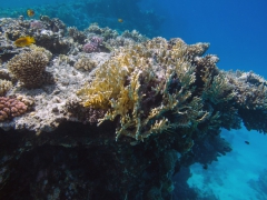 На коралловом рифе в заливе Макади Бэй