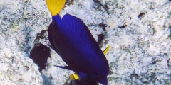 Zebrasoma xanthurum
