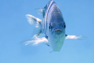 Abudefduf sexfasciatus