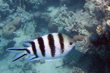 Abudefduf sexfasciatus