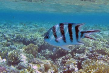 Abudefduf sexfasciatus