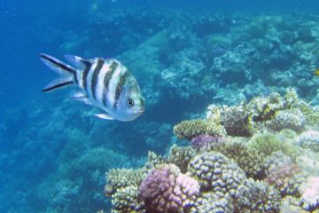 Abudefduf sexfasciatus