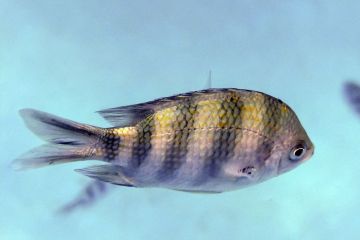 Abudefduf sexfasciatus