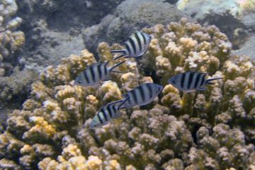 Abudefduf sexfasciatus