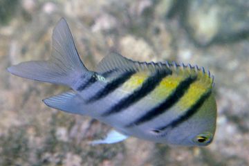 Abudefduf vaigiensis