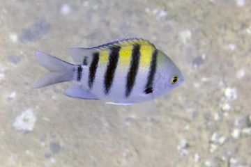 Abudefduf vaigiensis