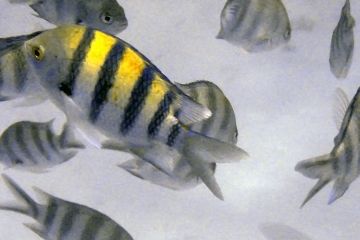 Abudefduf vaigiensis