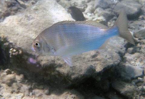 Acanthopagrus-berda-_7-card