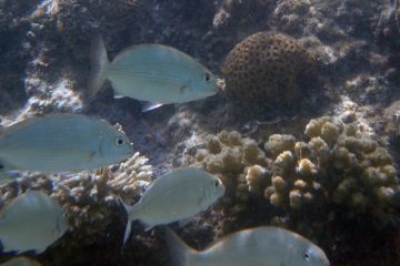 Acanthopagrus berda