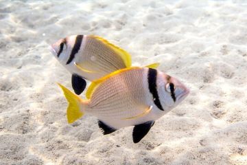 Acanthopagrus bifasciatus