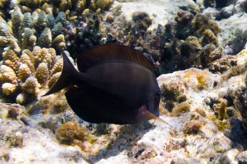 Acanthurus nigrofuscus