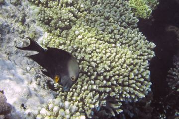Acanthurus nigrofuscus