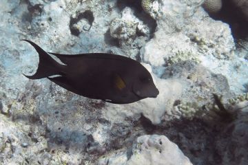 Acanthurus nigrofuscus