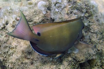 Acanthurus nigrofuscus