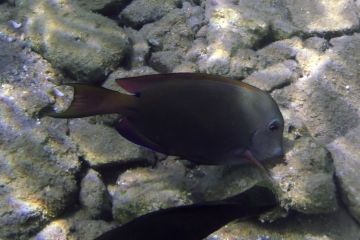 Acanthurus nigrofuscus