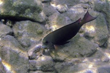 Acanthurus nigrofuscus