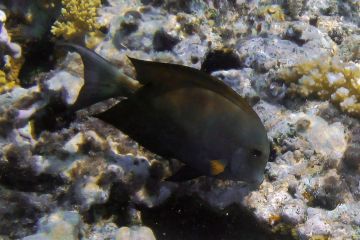 Acanthurus nigrofuscus