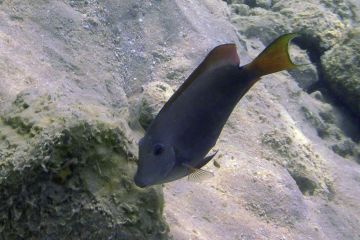 Acanthurus nigrofuscus