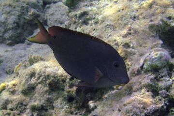 Acanthurus nigrofuscus