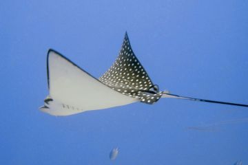 Aetobatus narinari