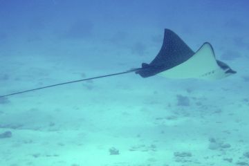 Aetobatus narinari