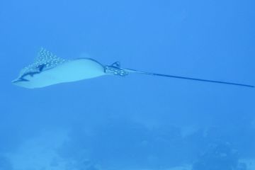 Aetobatus narinari
