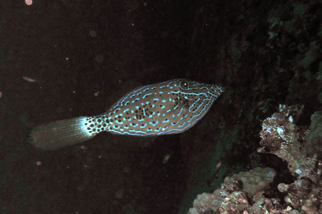Aluterus scriptus