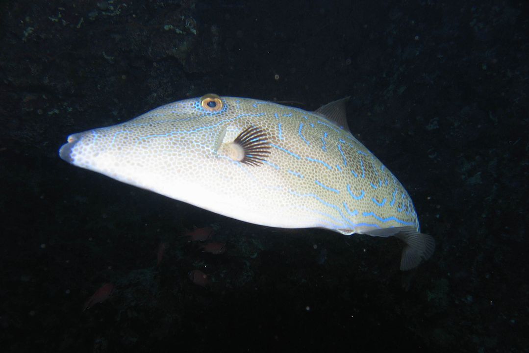 Aluterus scriptus
