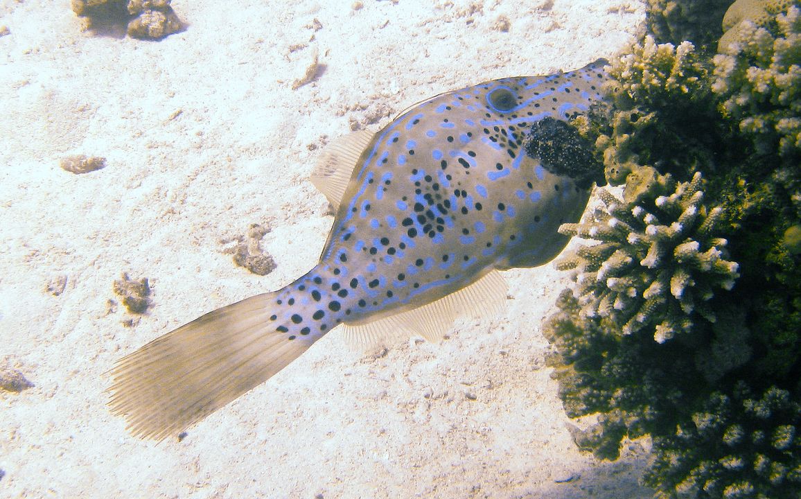 Aluterus scriptus