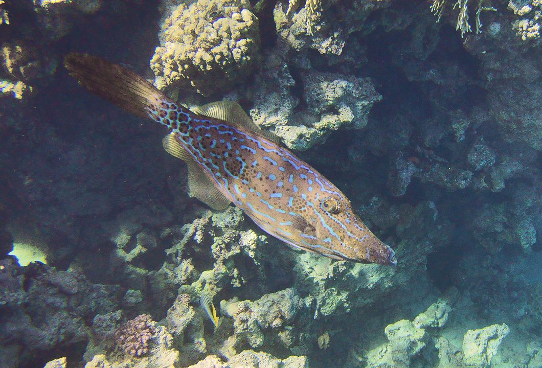 Aluterus scriptus