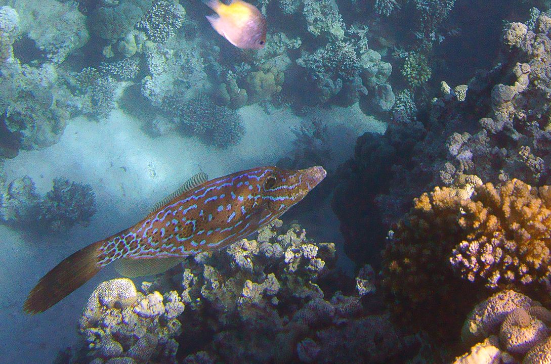 Aluterus scriptus