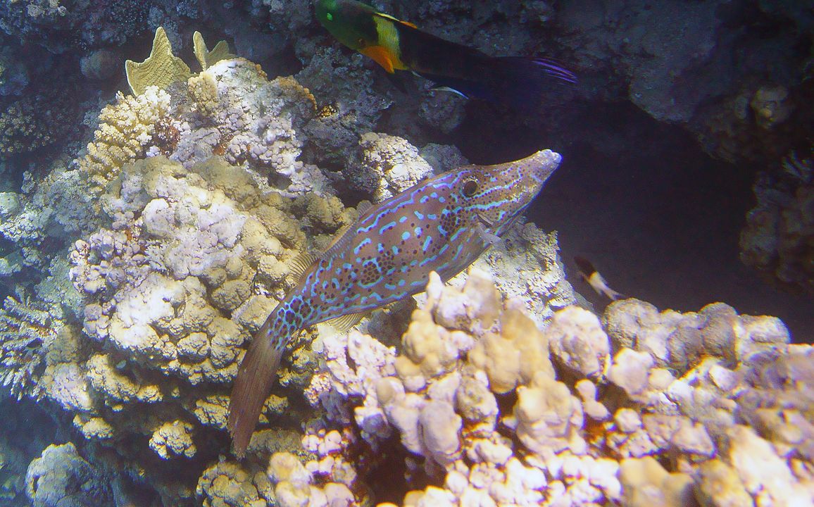 Aluterus scriptus