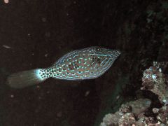 Aluterus scriptus