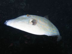 Aluterus scriptus