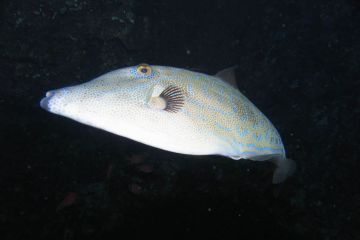 Aluterus scriptus