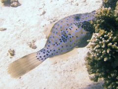 Aluterus scriptus
