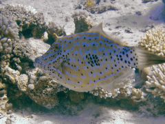 Aluterus scriptus