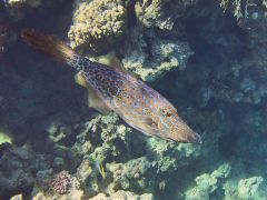 Aluterus scriptus