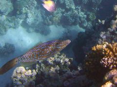 Aluterus scriptus