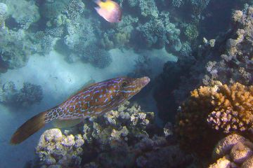 Aluterus scriptus