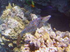 Aluterus scriptus