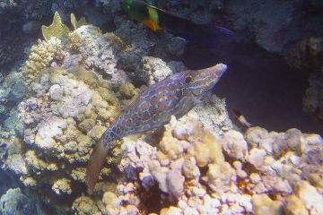 Aluterus scriptus