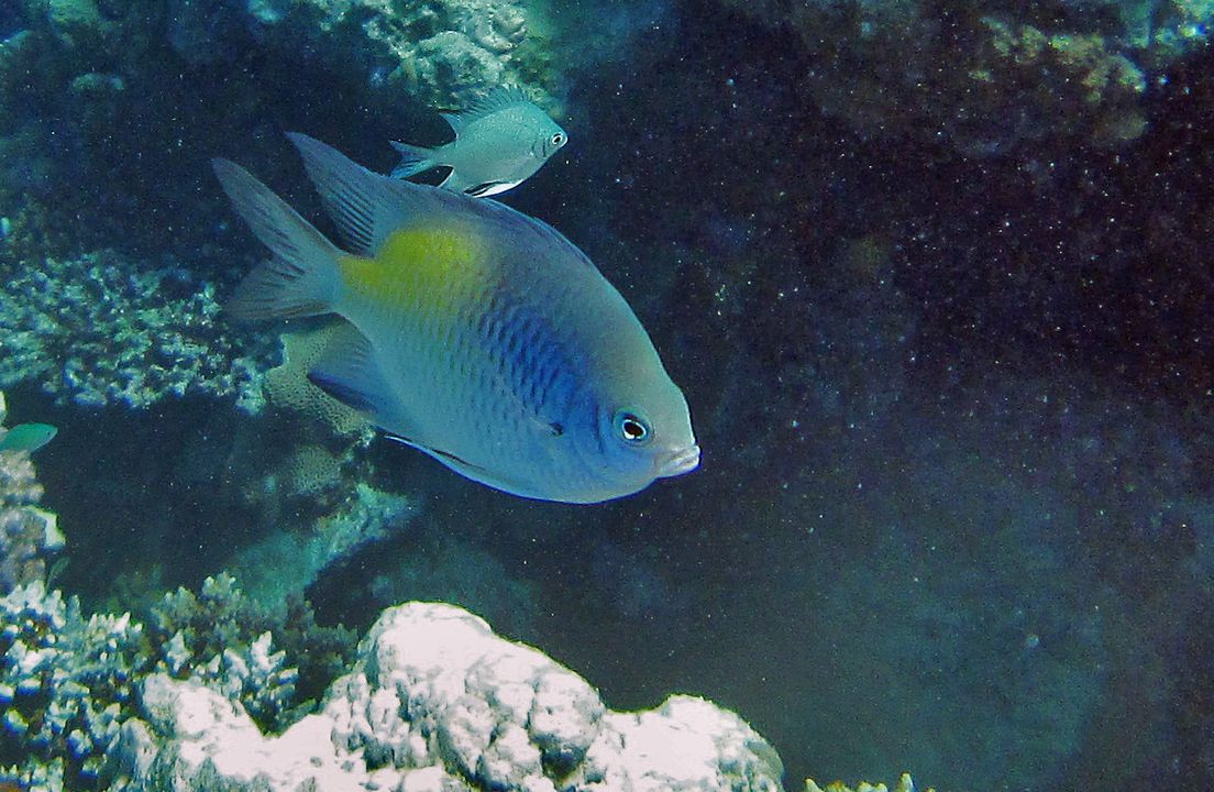 Amblyglyphidodon flavilatus