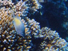 Amblyglyphidodon flavilatus