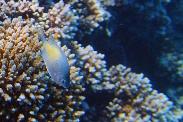 Amblyglyphidodon flavilatus