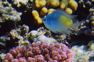 Amblyglyphidodon flavilatus
