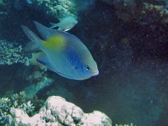 Amblyglyphidodon flavilatus