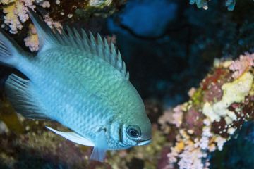 Amblyglyphidodon indicus