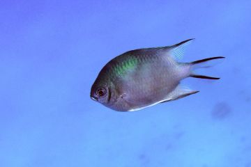 Amblyglyphidodon indicus